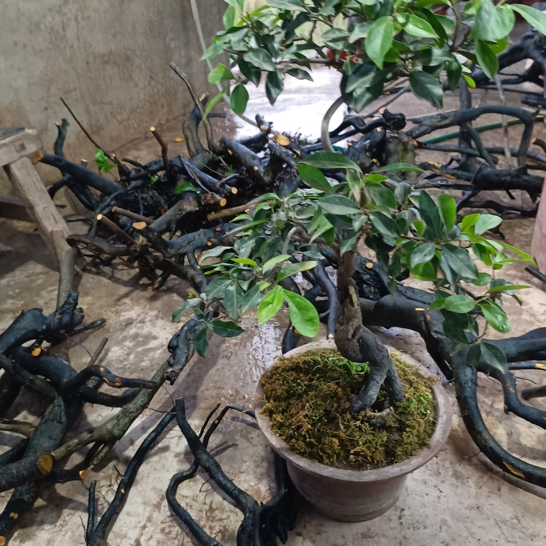 金弹子老桩直播间一物一拍10-10000付米处