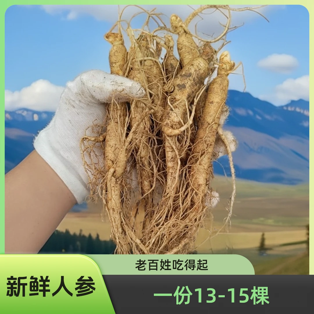 长白山鲜参 东北特产 直流的