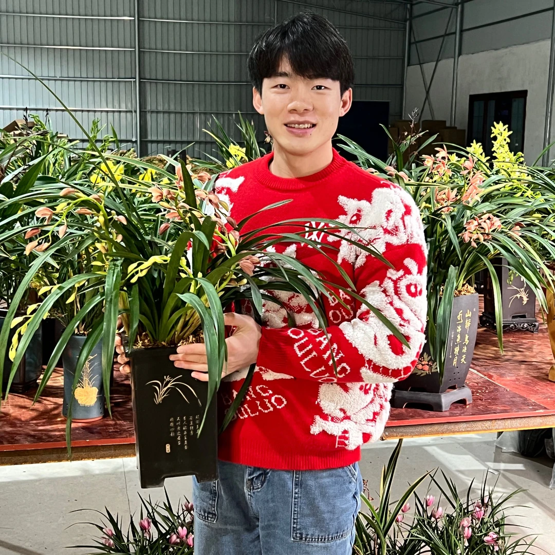 《黄棋峰专属》高端元宵花【红双喜】蕙兰 兰花花卉秋冬开发好养易活