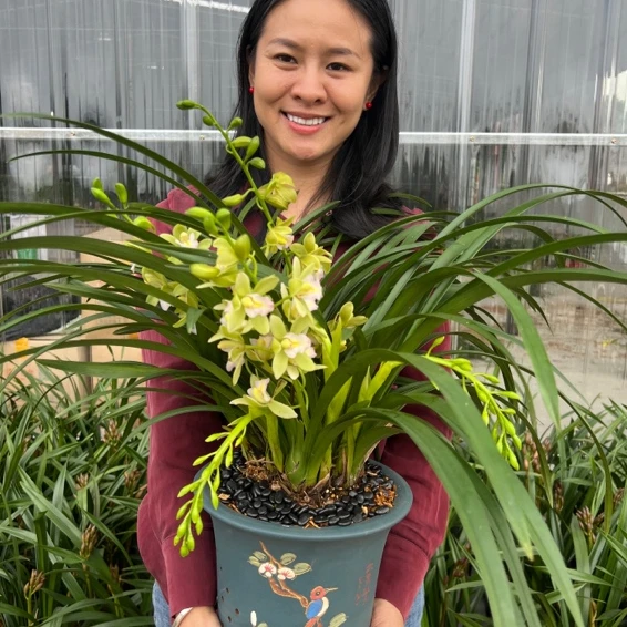 年宵花【香柰儿】兰花浓香型好养花卉绿植盆栽高贵美观优雅