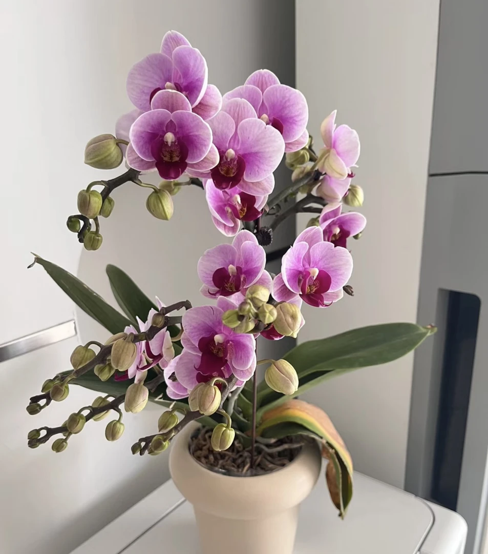 蝴蝶兰《超级宝贝》叶片微瑕 双花箭