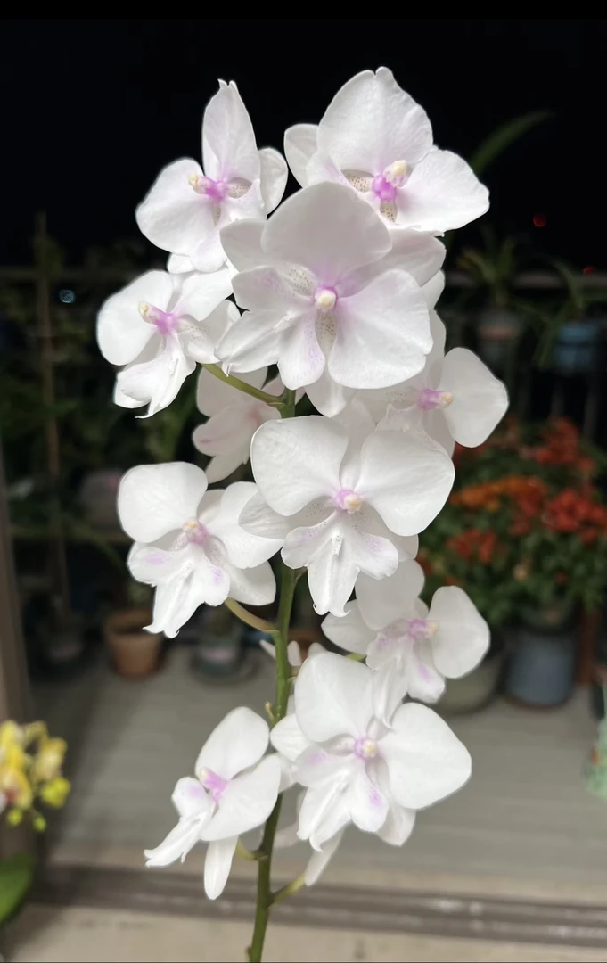 带花剑《冰雪公主》2.8寸杯蝴蝶兰花苗