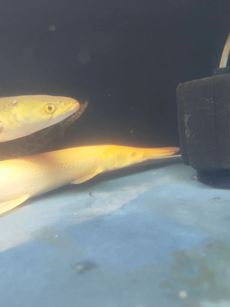 瑕疵黄化鳄雀鳝（眼睛受伤）请阅读黄火箭黄化鳄雀鳝黄化红眼鳄雀鳝