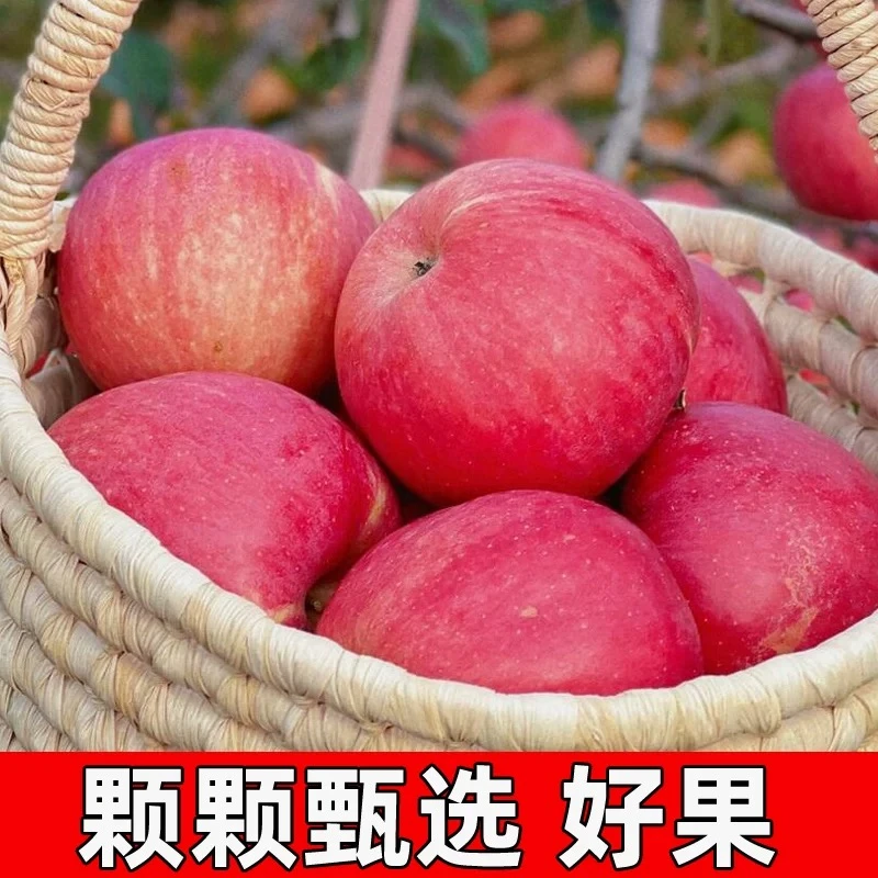 世德种植庆阳苹果瑞阳苹果精选24个装顺丰包邮到家