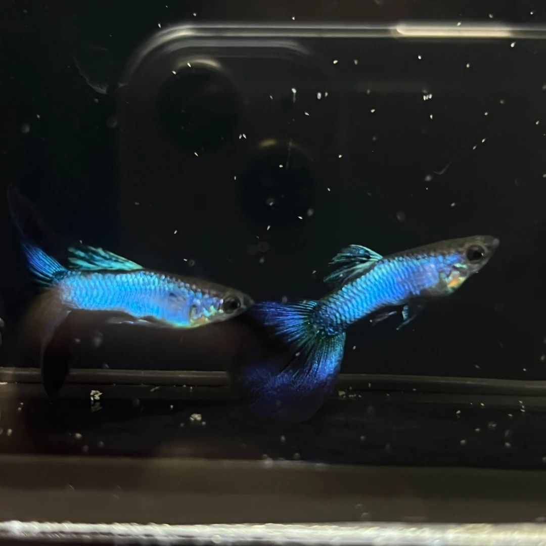 辛加蓝孔雀鱼热带观赏鱼活体鱼