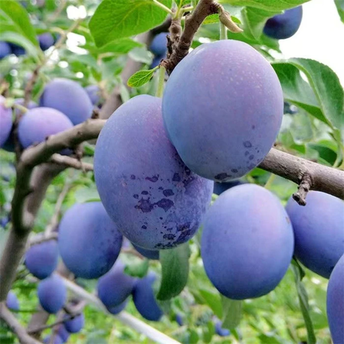 正宗嫁接李子果树苗新品种特大超甜南方北方种植抗寒耐冻当年结果