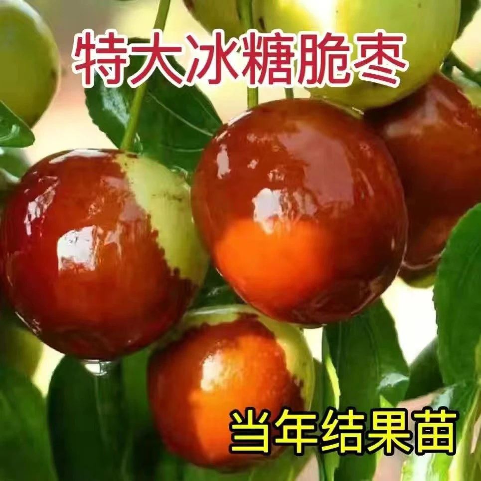 枣树苗特大冰糖枣冬枣苗新款耐寒耐旱盆栽地栽南北方种植当年结果