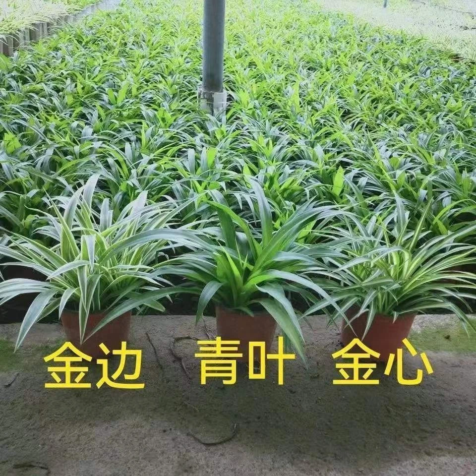 四季种植金边金心吊兰花卉花盆栽适用净化空气阳台客厅办公室养好