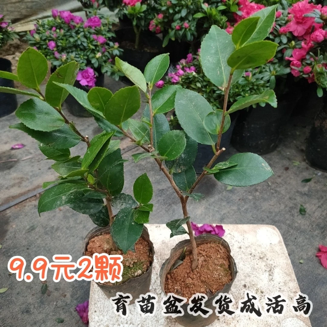耐寒茶花盆栽地栽室外花卉观花四季树苗室内外阳台浓香绿植大盆栽
