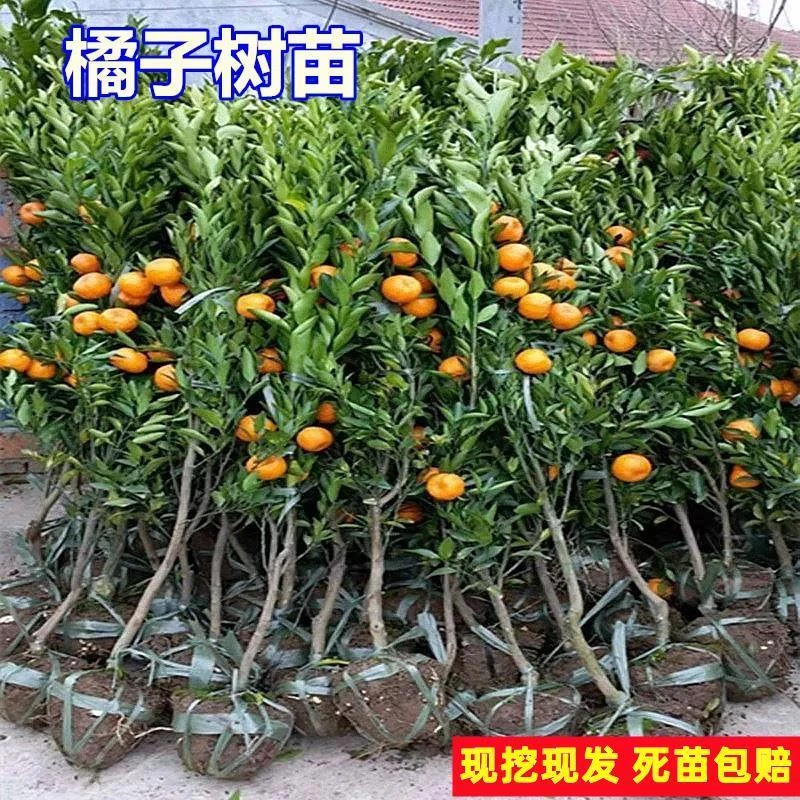 耙耙柑蜜桔子树苗地栽砂沙糖桔丑橘子苗树南北方种植果树当年结果