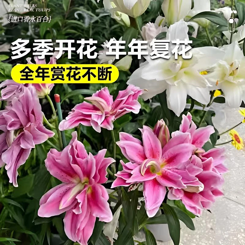 进口重瓣香水百合种球室内室外阳台庭院好养活可做鲜切花耐低温