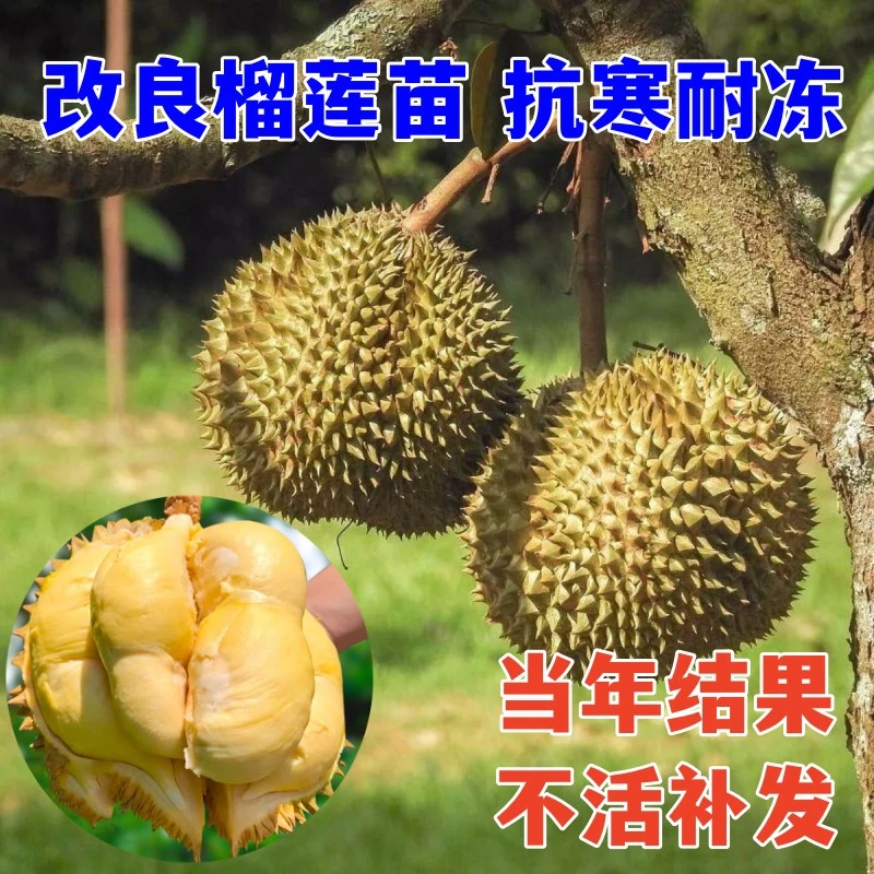 抗寒榴莲树苗当年结果地栽盆栽南方北方种植猫山王金枕头果树苗