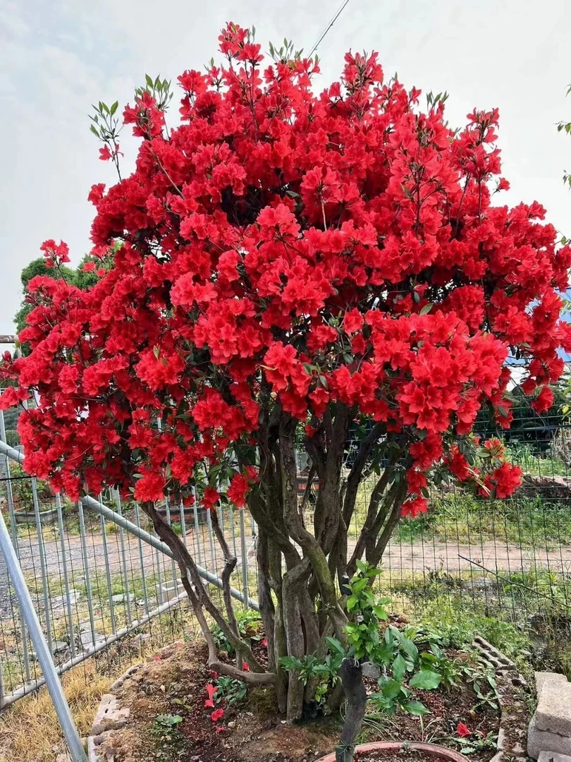 杜鹃花盆景庭院摆设红色花卉耐寒耐热开花