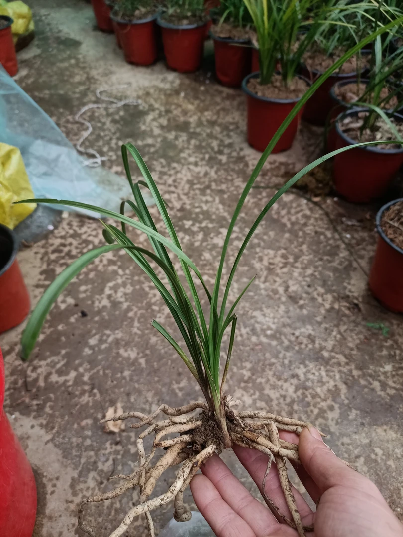 花草，兰开花香，好看