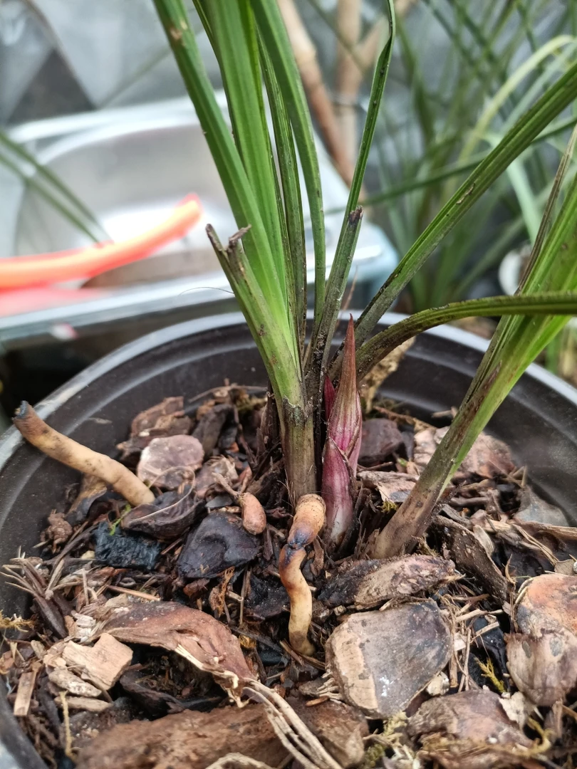 蕙兰花苞，没开过花