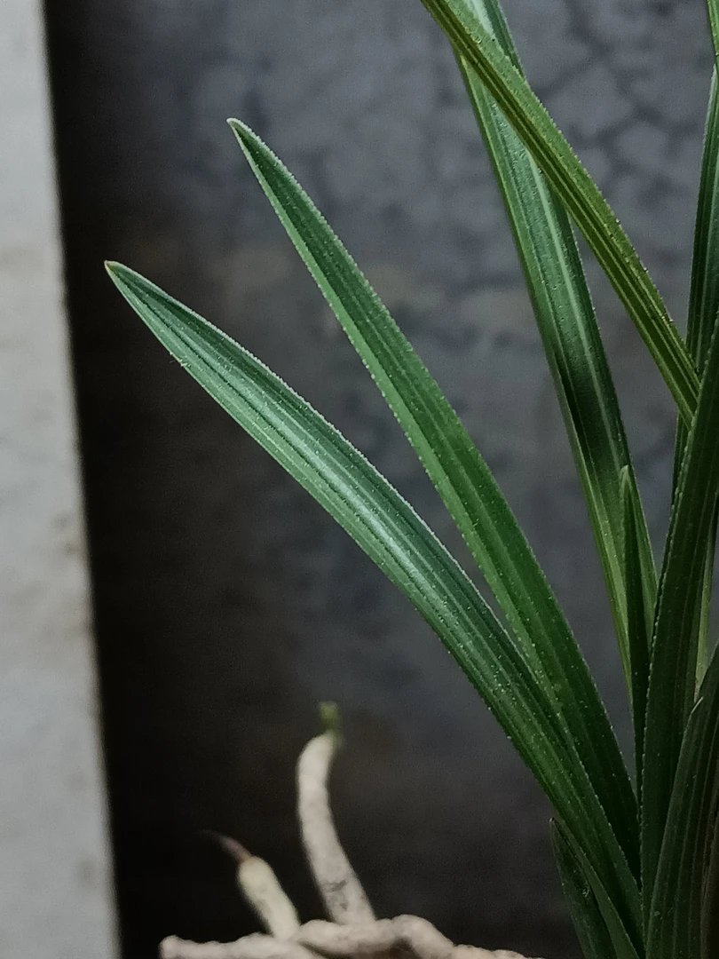 花草，蕙兰，开花香。