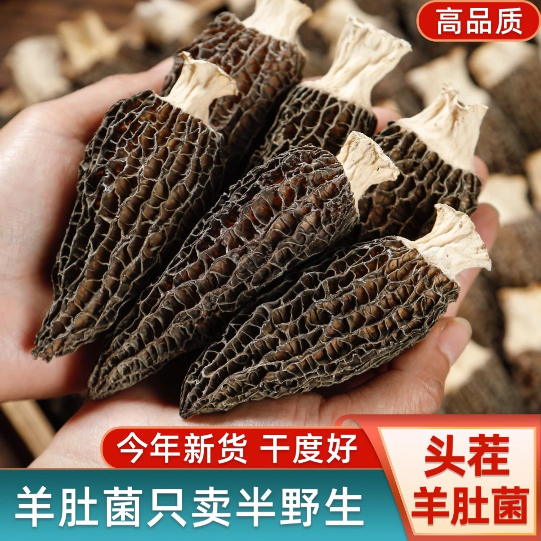 【精品林地菇】2-5cm 新货羊肚菌头茬高山阿坝州 精品手挑货 新鲜！