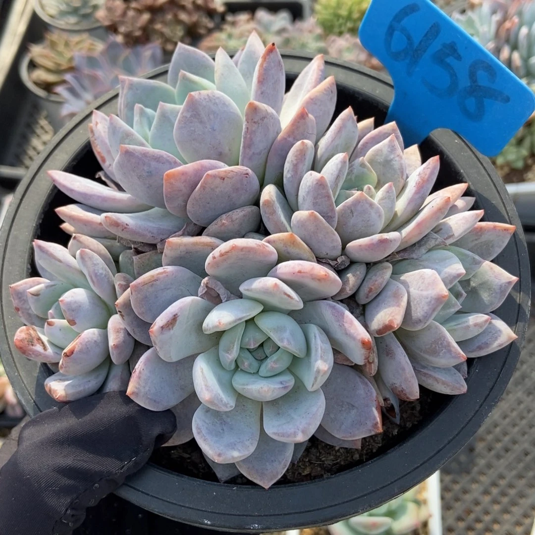 6158橙子多肉植物保护