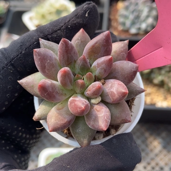 7288车厘子多肉植物百科