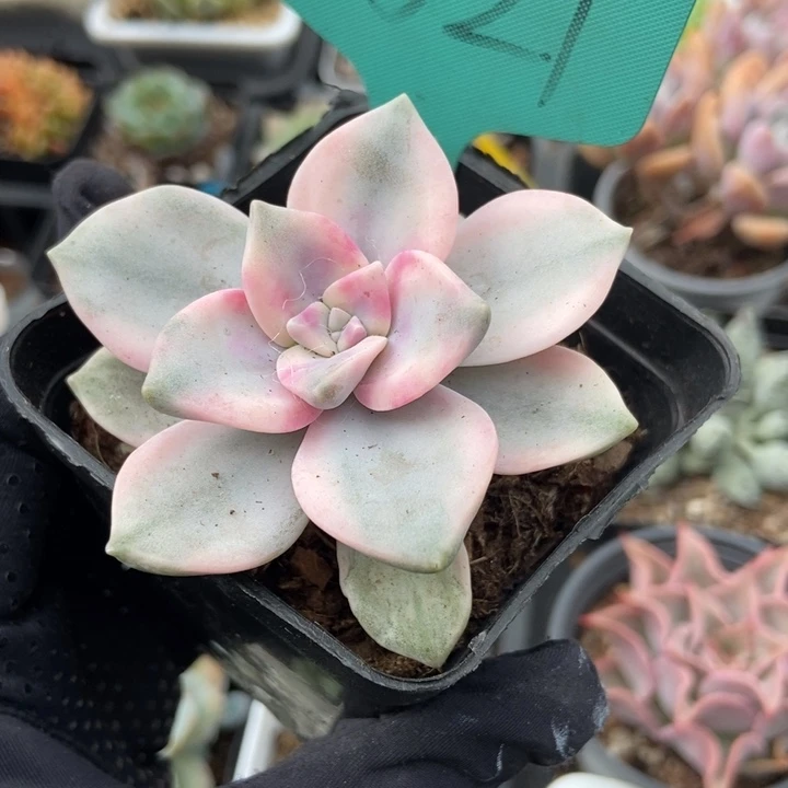 1521紫乐锦多肉植物