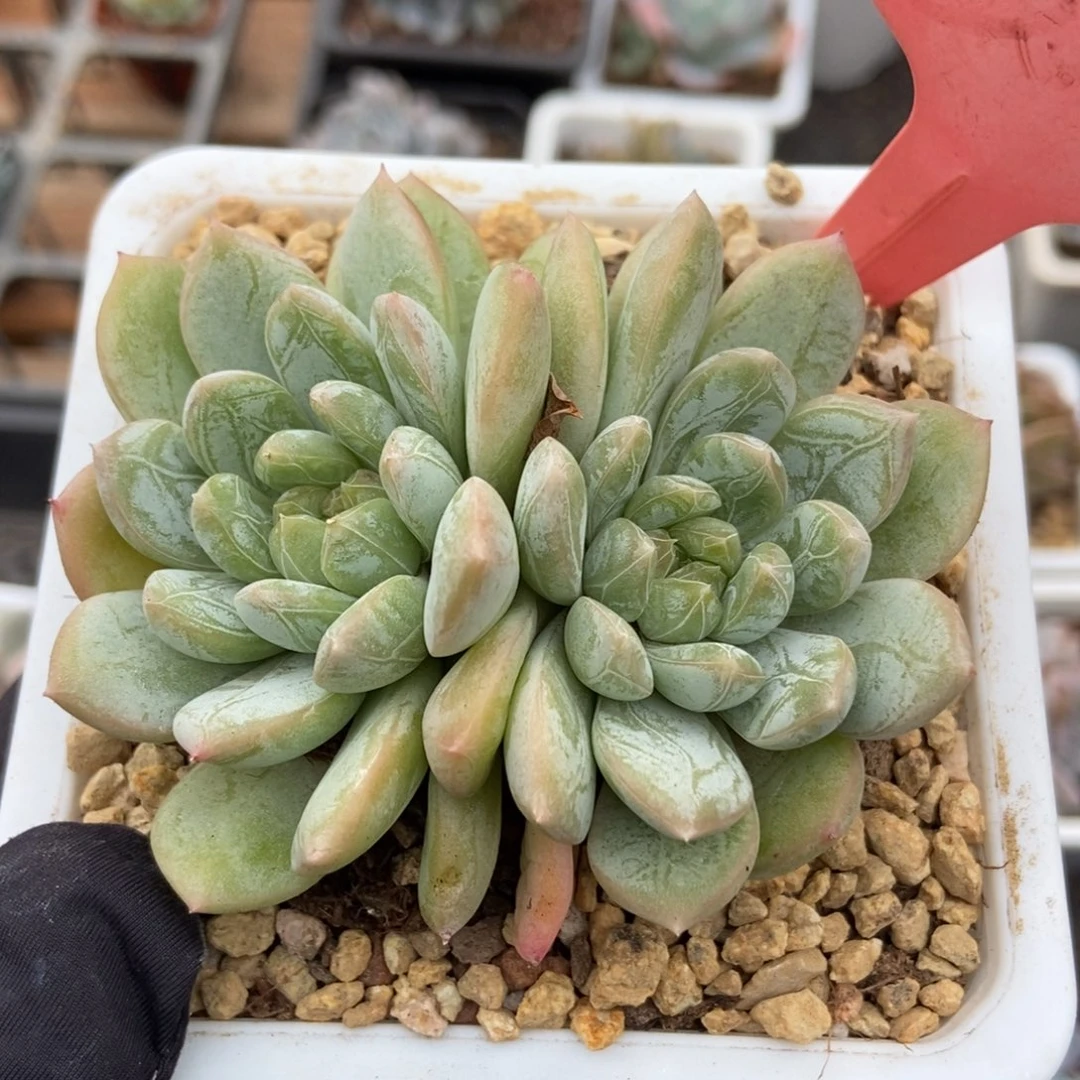 512百搭翡翠多肉植物纤维