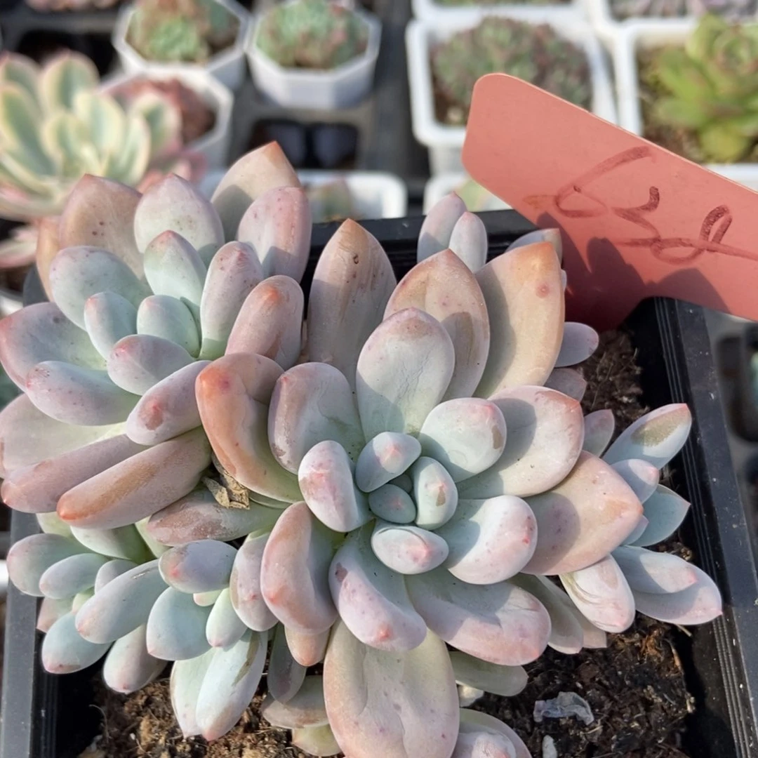 638香水多肉植物保护