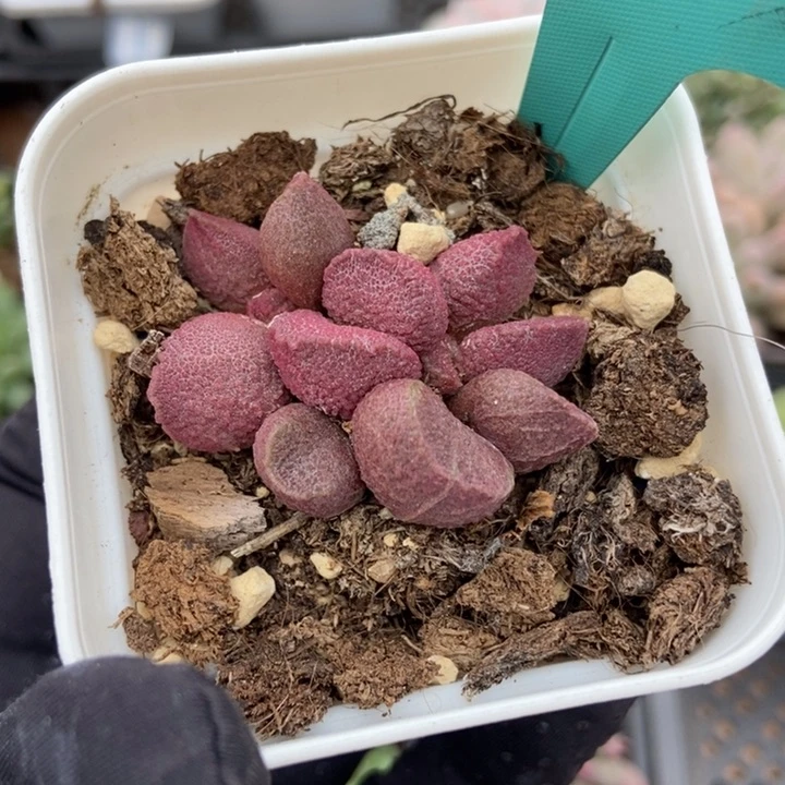 224水泡多肉植物