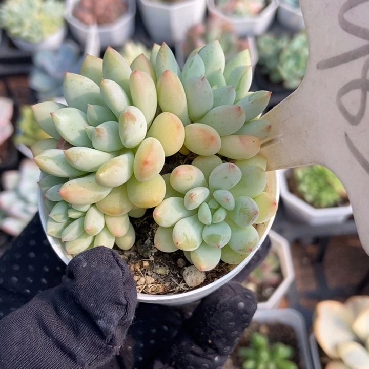 985多肉植物保护