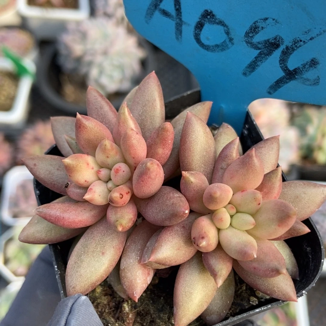 094车厘子多肉植物保护