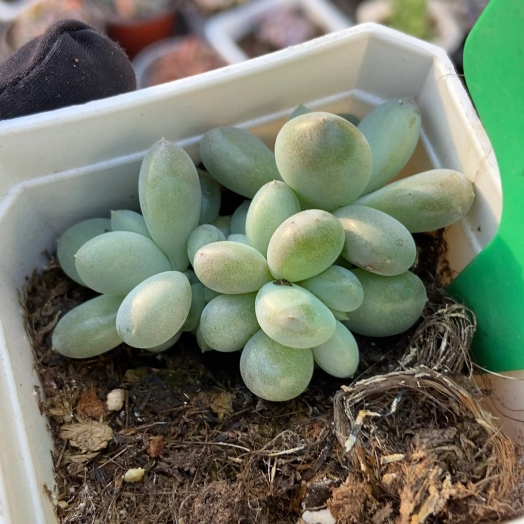 973多肉植物纤维