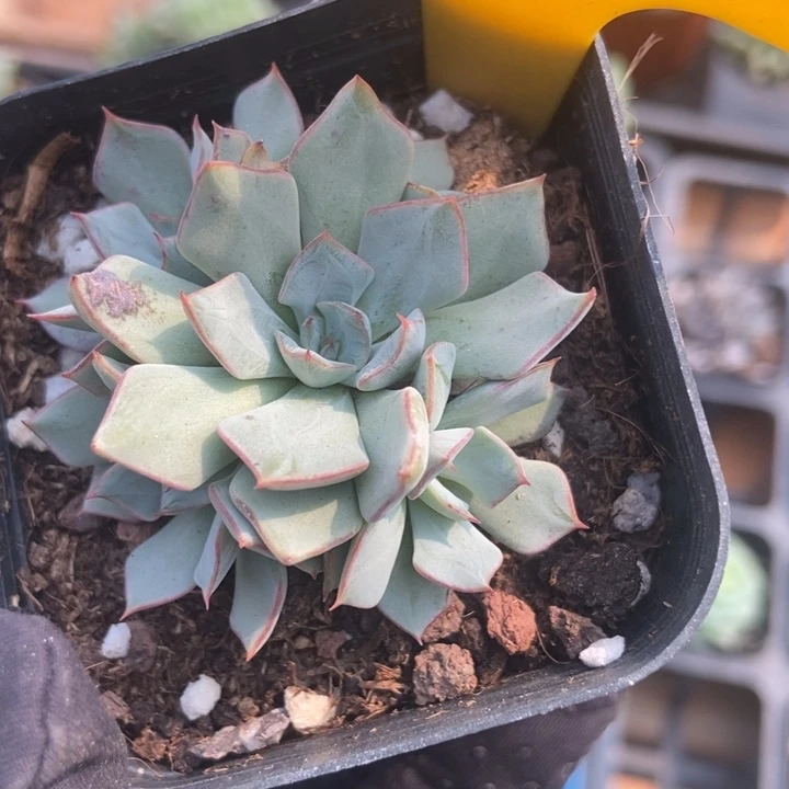 1625剑丝诺娃多肉植物