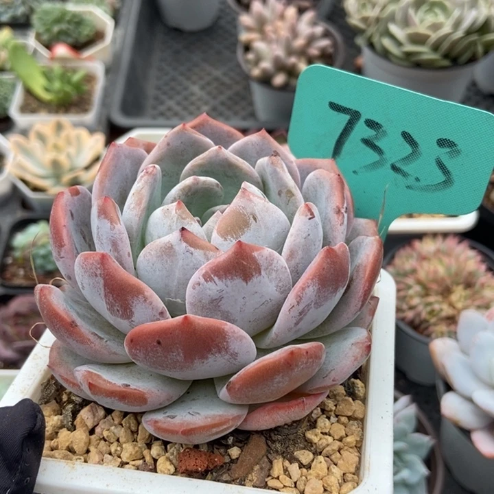 7323橙子多肉植物