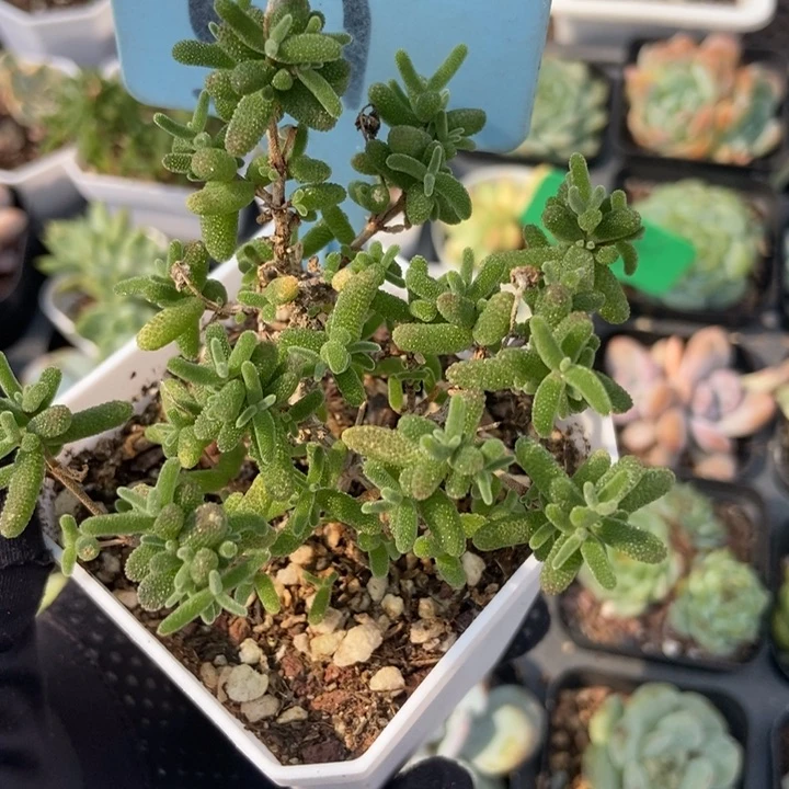 501糖球多肉植物保护