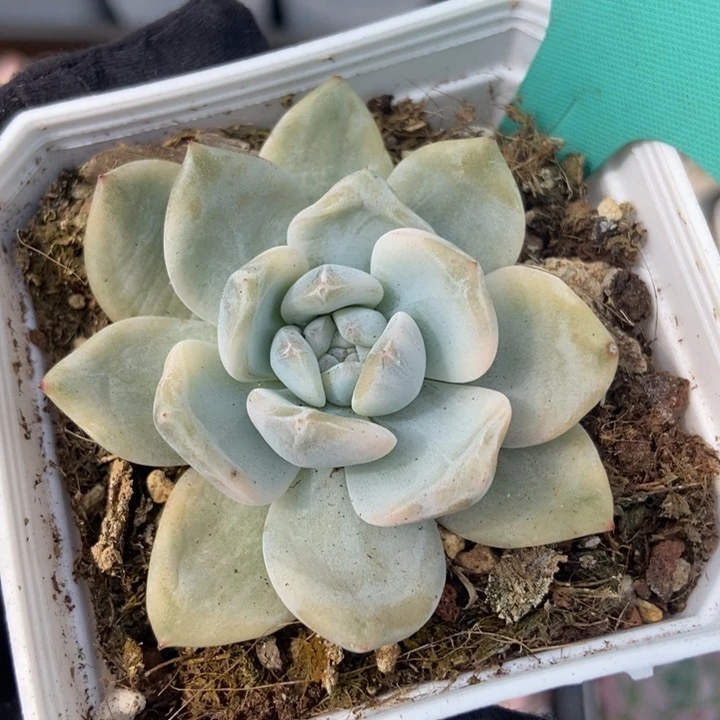 1550橙子锦多肉植物