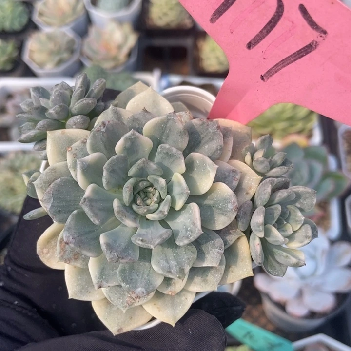 117布偶锦多肉植物保护^_^