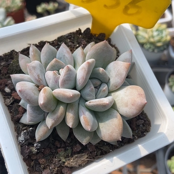 556石榴籽多肉植物