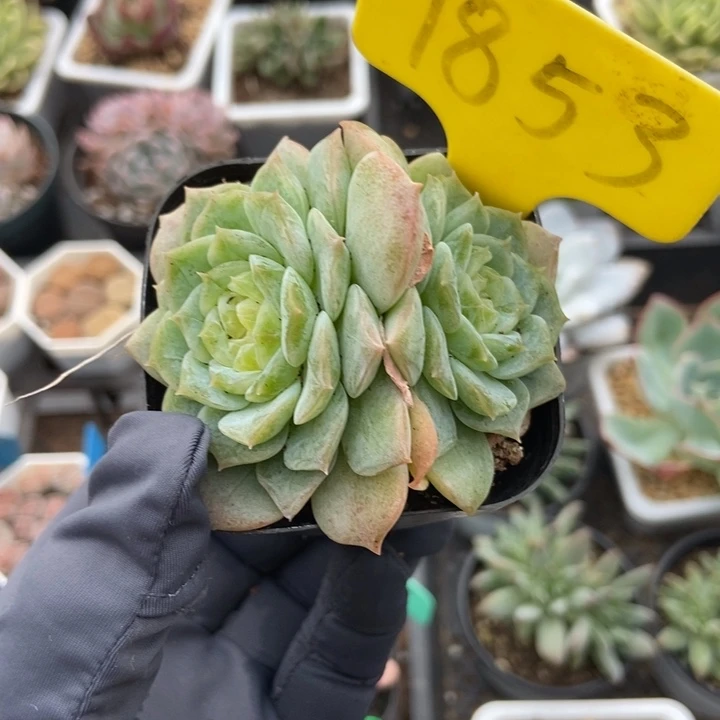 1853秘境冰魄多肉植物