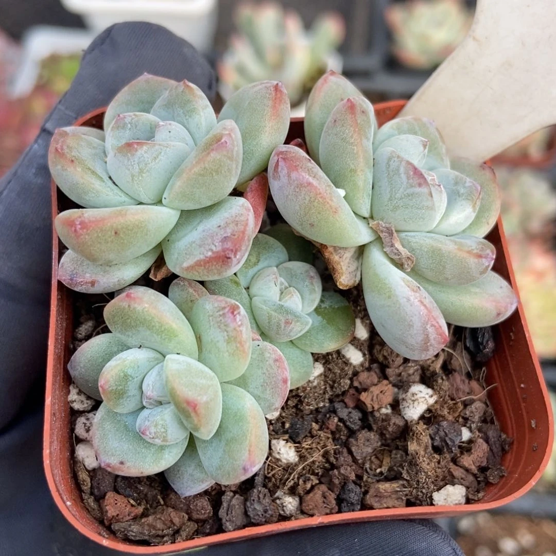 898冰玉多肉植物纤维