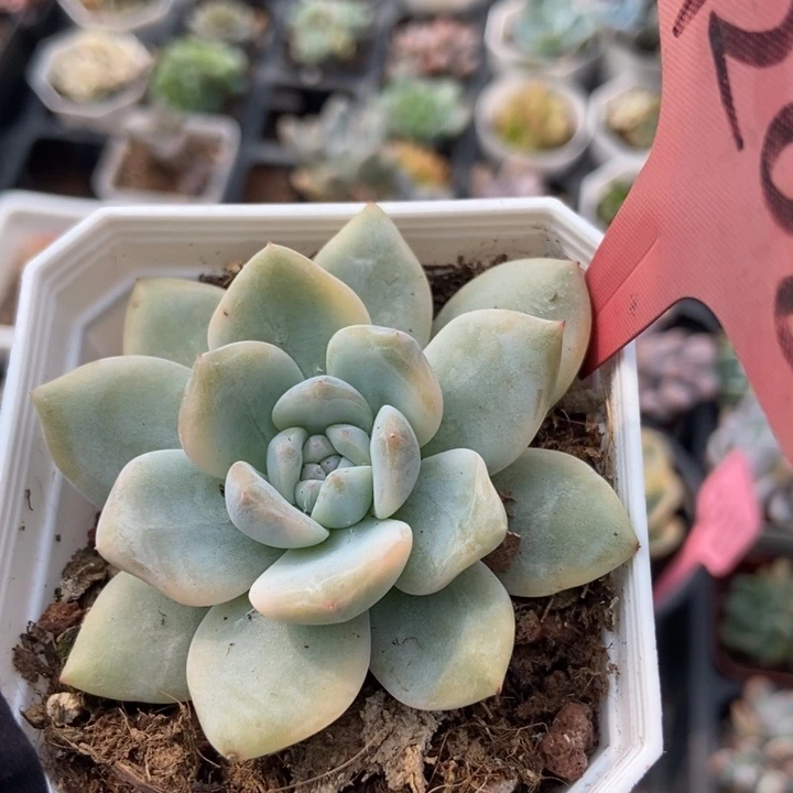 7208橙子锦多肉植物保护