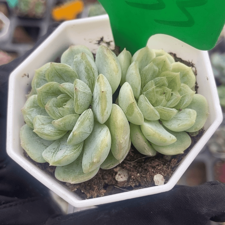 833白恋多肉植物保护