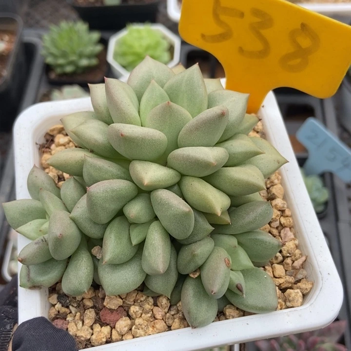 538黄金象牙多肉植物保护