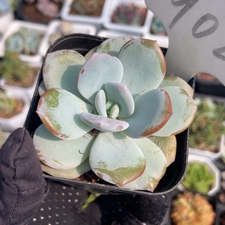 902奶茶多肉植物