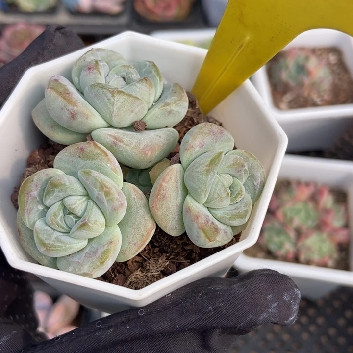 1865冰玉多肉植物保护