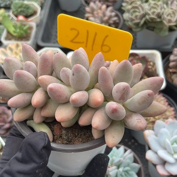 2116粉色恋人duopoly多肉植物