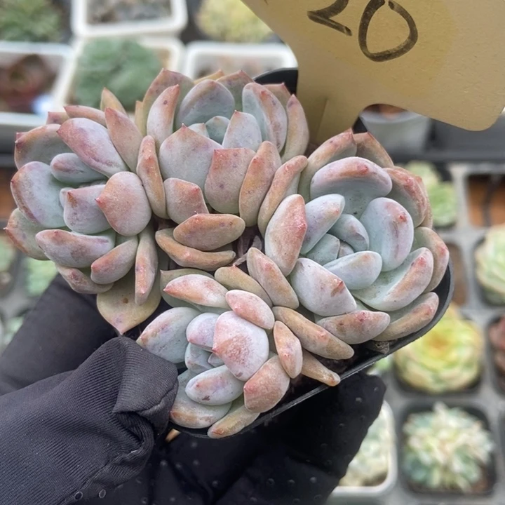 520橙子多肉植物纤维