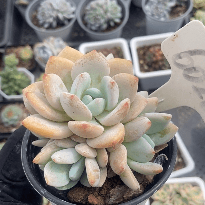 6028冷香多肉植物保护