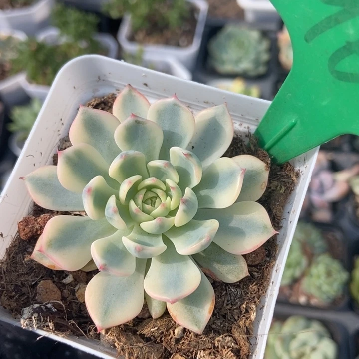 968忌廉锦多肉植物