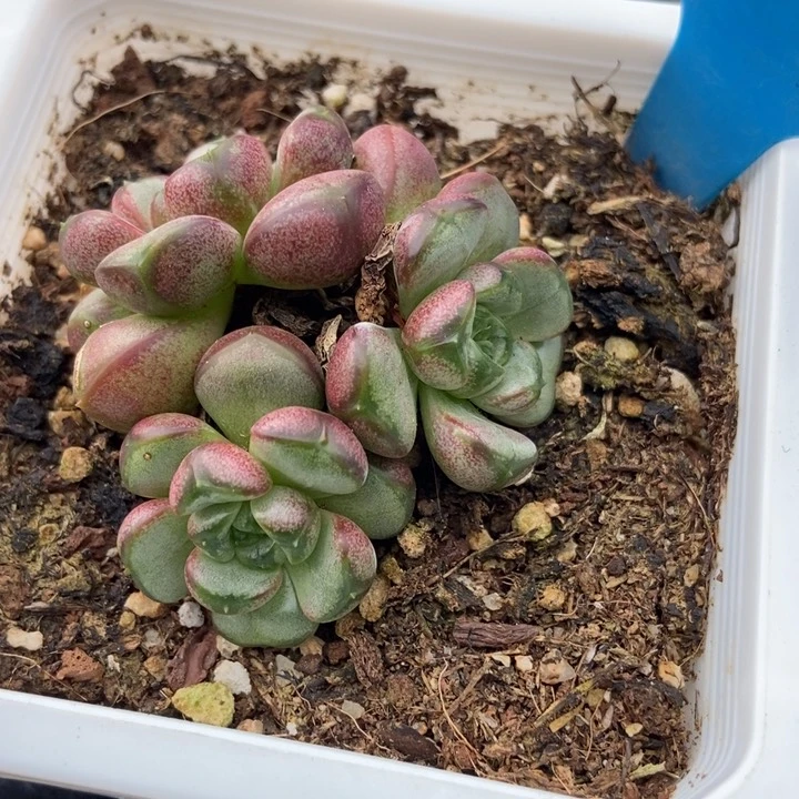 905葡萄多肉植物保护