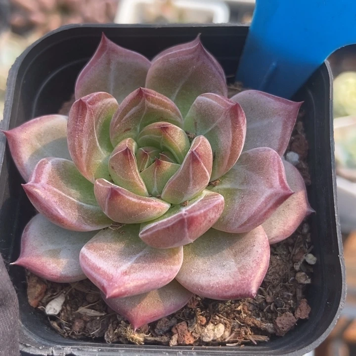 1010夜魔侠多肉植物保护