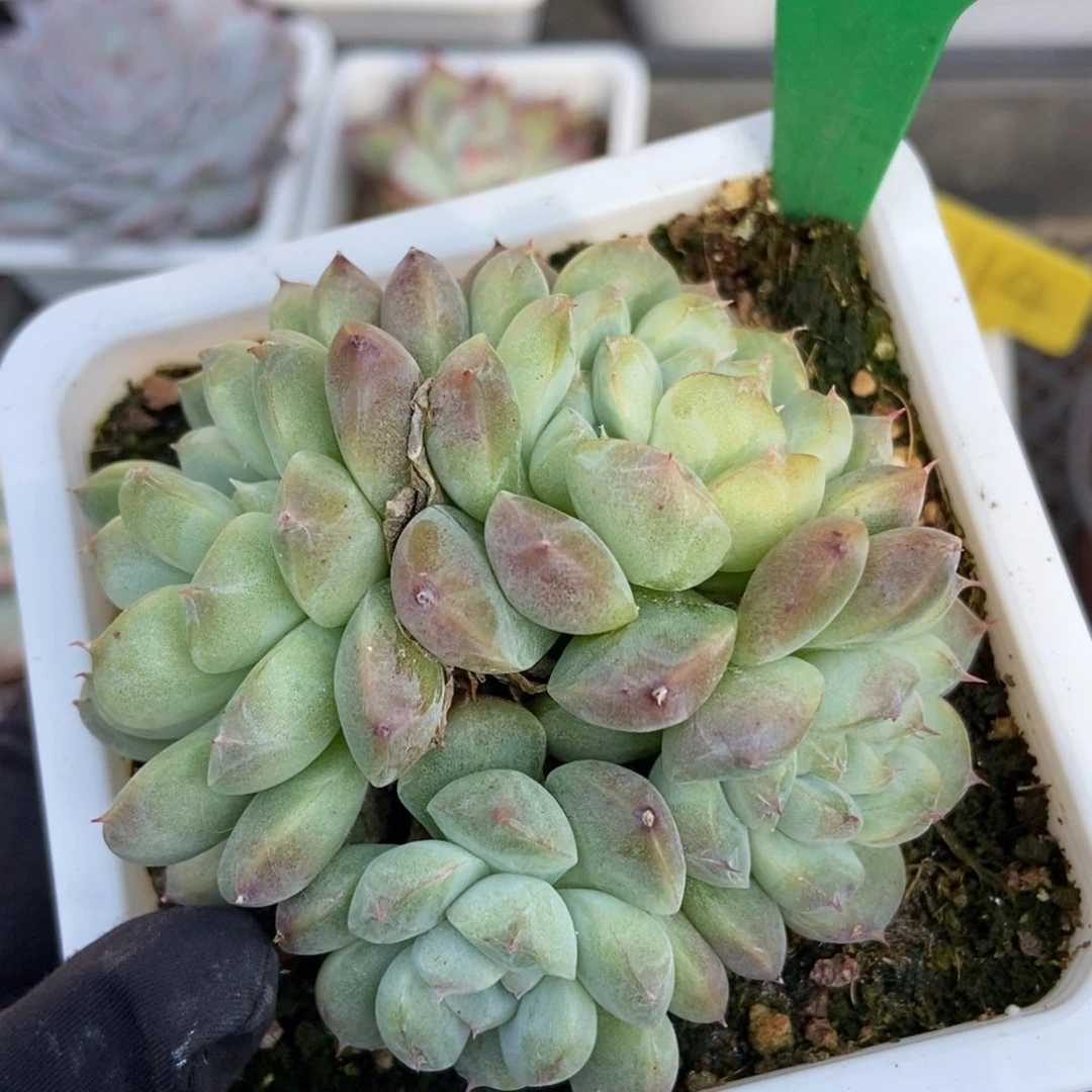 809二八佳人多肉植物保护